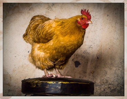 Henrietta the Hen